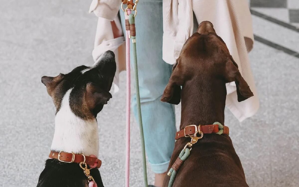 Halsband oder Brustgeschirr? Die Vor- und Nachteile im Überblick – Pawsome Hundeblog