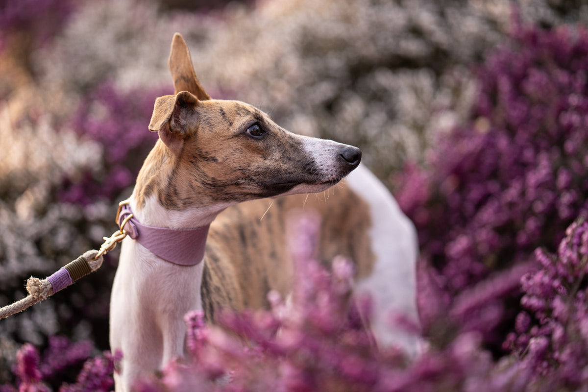 Eine Liebeserklärung an Windhunde – Pawsome Hundeblog