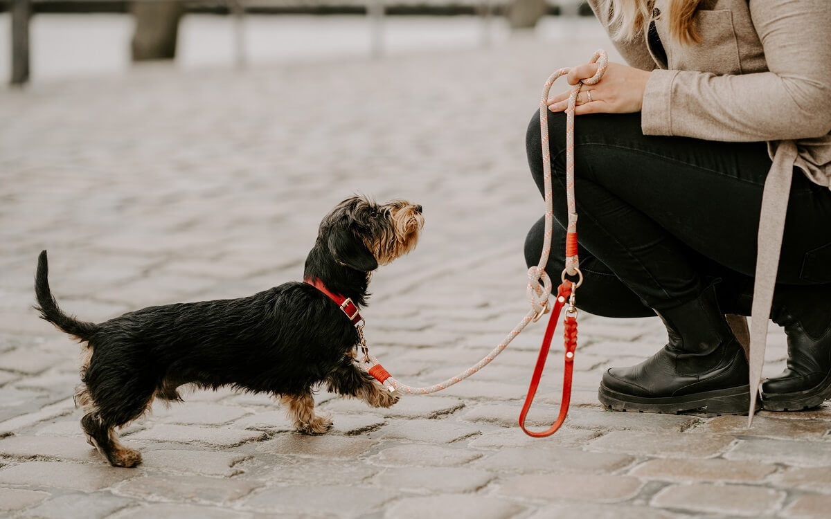 Welche Leine eignet sich am besten für Welpen? – Pawsome Hundeblog