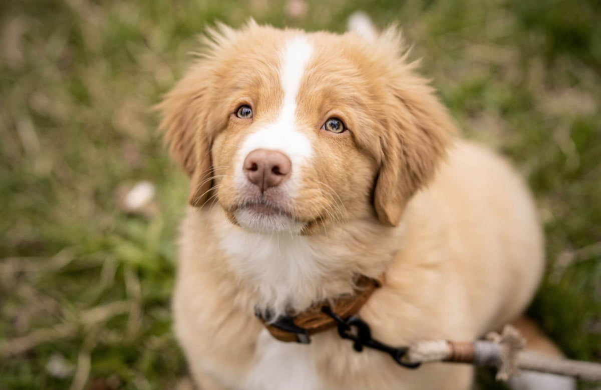 Hurra, ein Welpe zieht ein! - Was du alles vor seiner Ankunft besorgen solltest – Pawsome Hundeblog