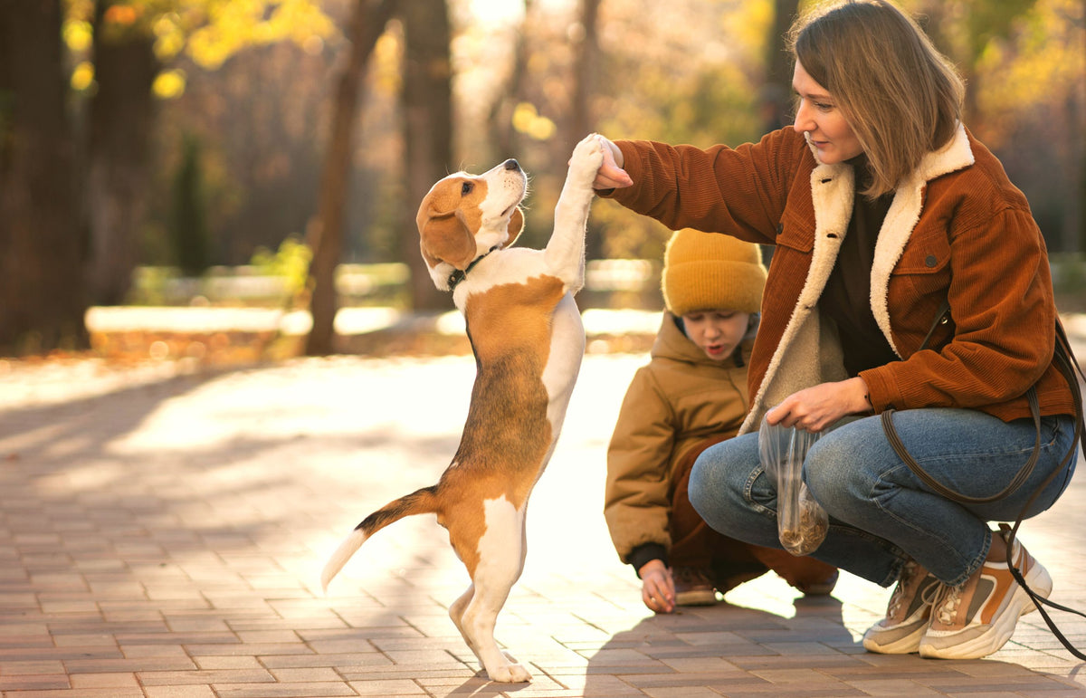 Anfängerhund: Ein umfassender Guide für deinen ersten Hund – Pawsome Hundeblog