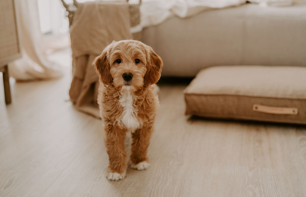 Deckentraining mit Welpen – Pawsome Hundeblog