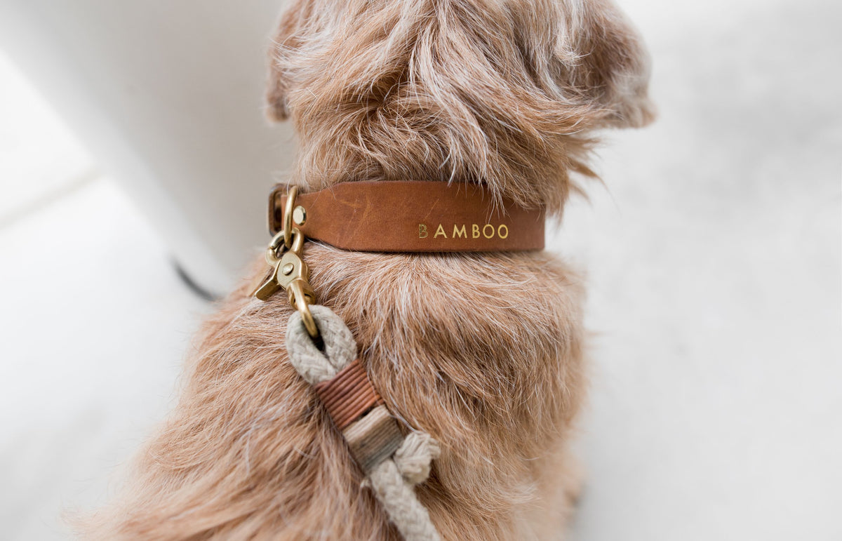 Das perfekte Halsband für deinen Hund: Unser Ratgeber – Pawsome Hundeblog