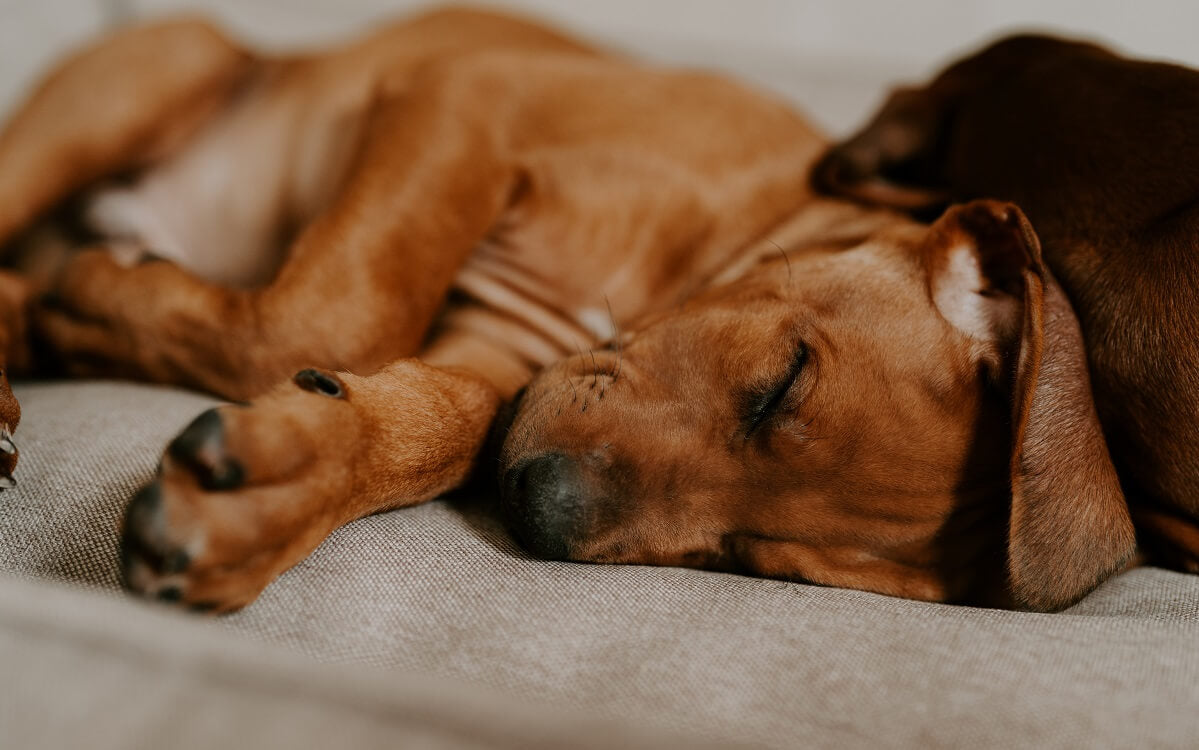 Wie oft du mit einem Welpen rausgehen solltest – Pawsome Hundeblog
