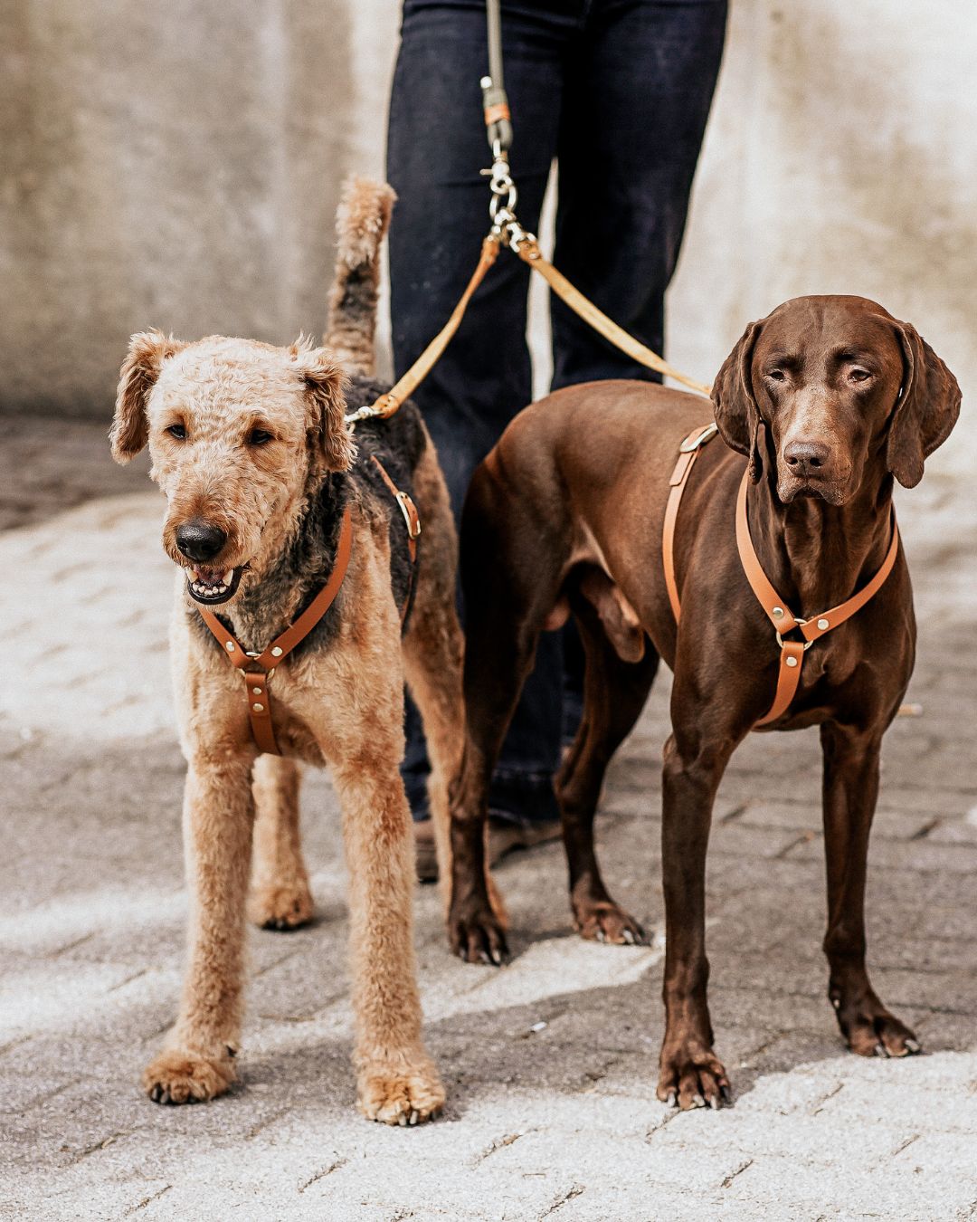 Komplett-Set | 2 Stück Verbindungsteile aus Leder inkl. Ring - für 2 Hunde an einer Leine