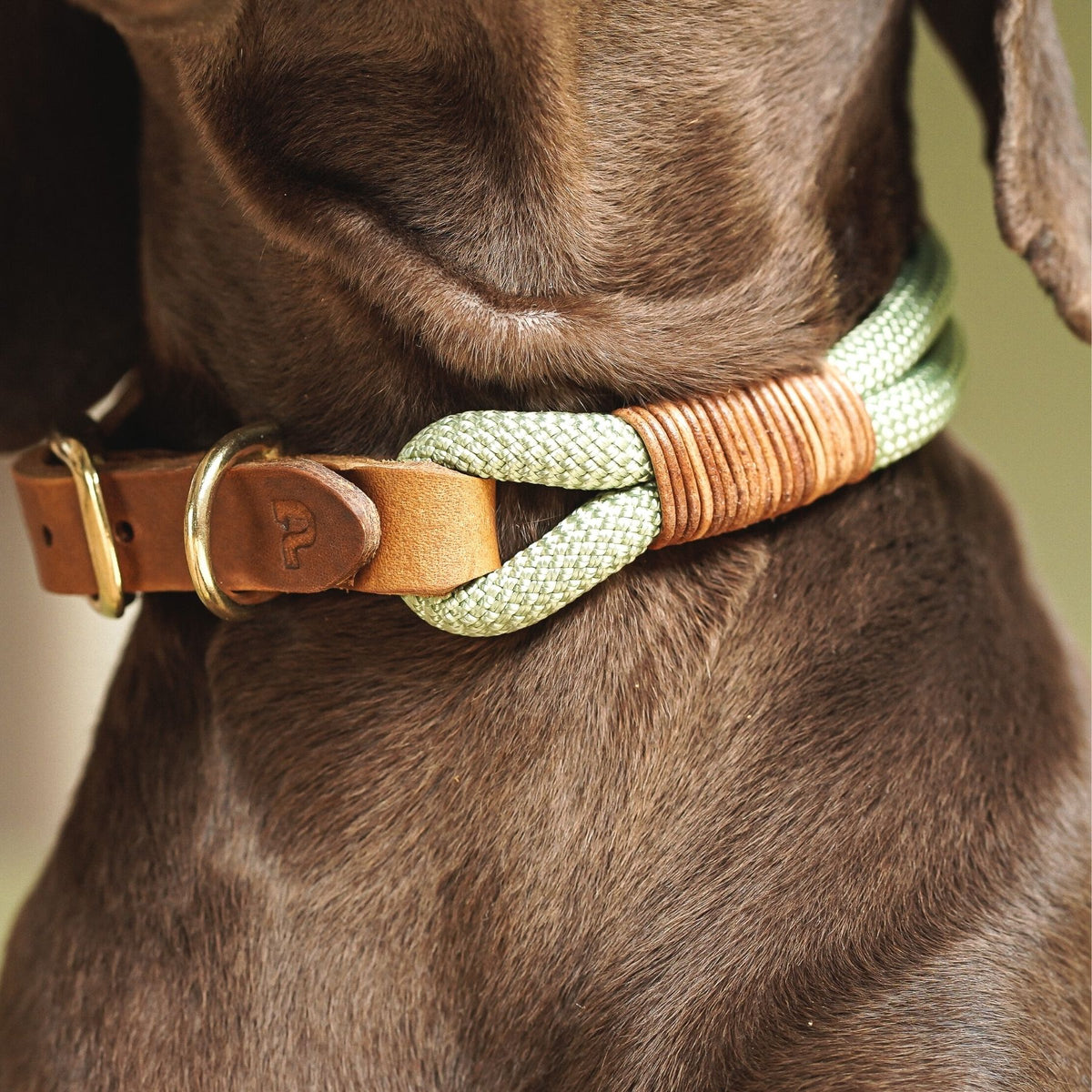 B-Ware Tauhalsband 'Cleo' zum Sonderpreis auf einen Blick: individuell gefertigt, robust und pflegeleicht – Pawsome Hundezubehör