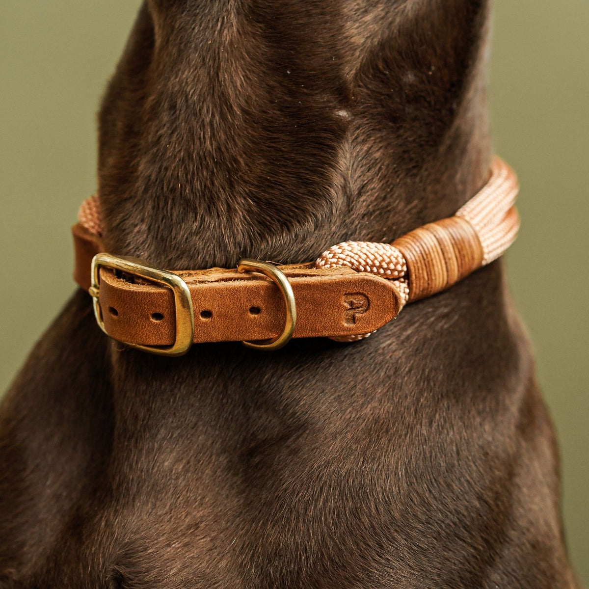 Tauhalsband 'Honey' aus Kletterseil nach Maß auf einen Blick: individuell gefertigt, robust und pflegeleicht – Pawsome Hundezubehör