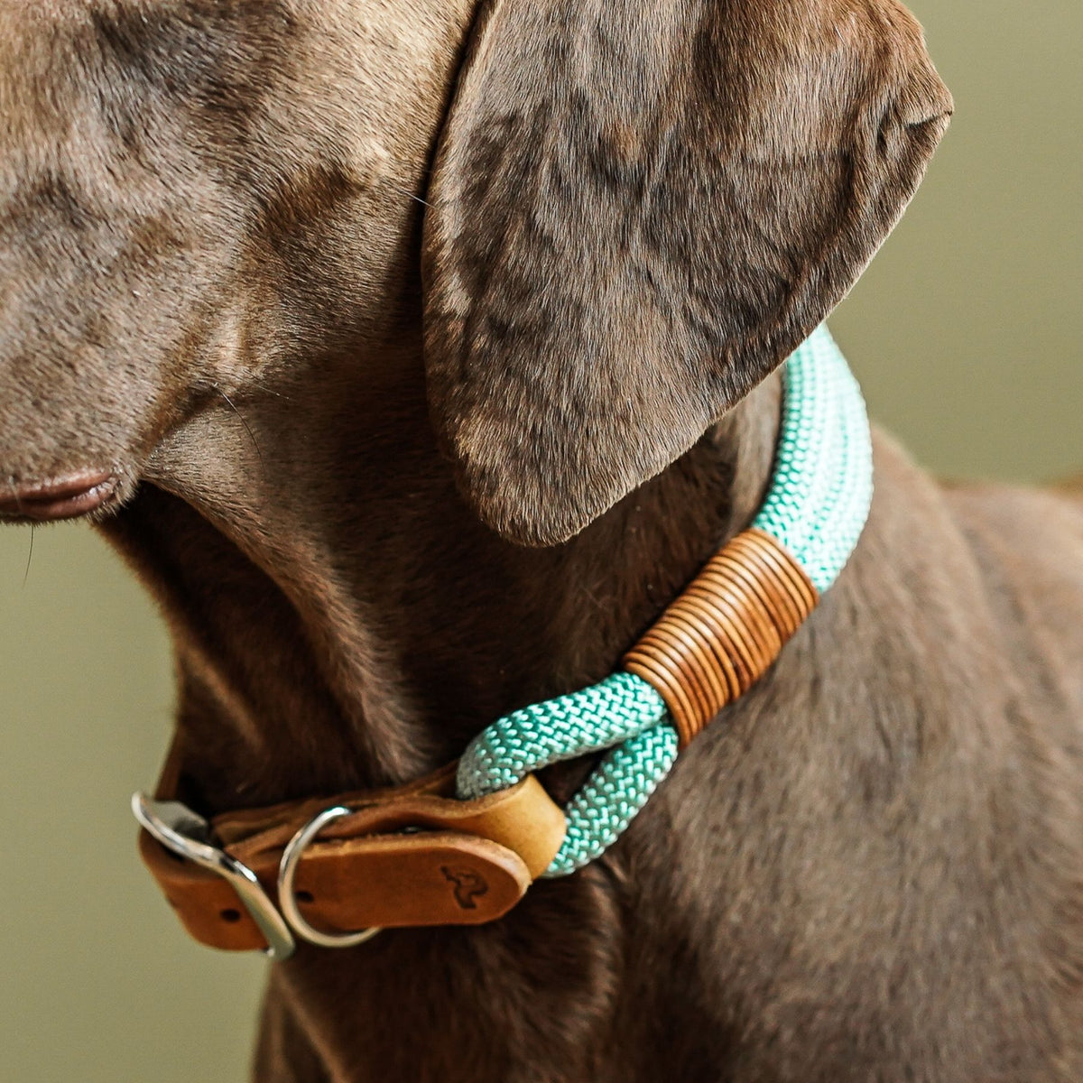 B-Ware Tauhalsband 'Livio' zum Sonderpreis auf einen Blick: individuell gefertigt, robust und pflegeleicht – Pawsome Hundezubehör
