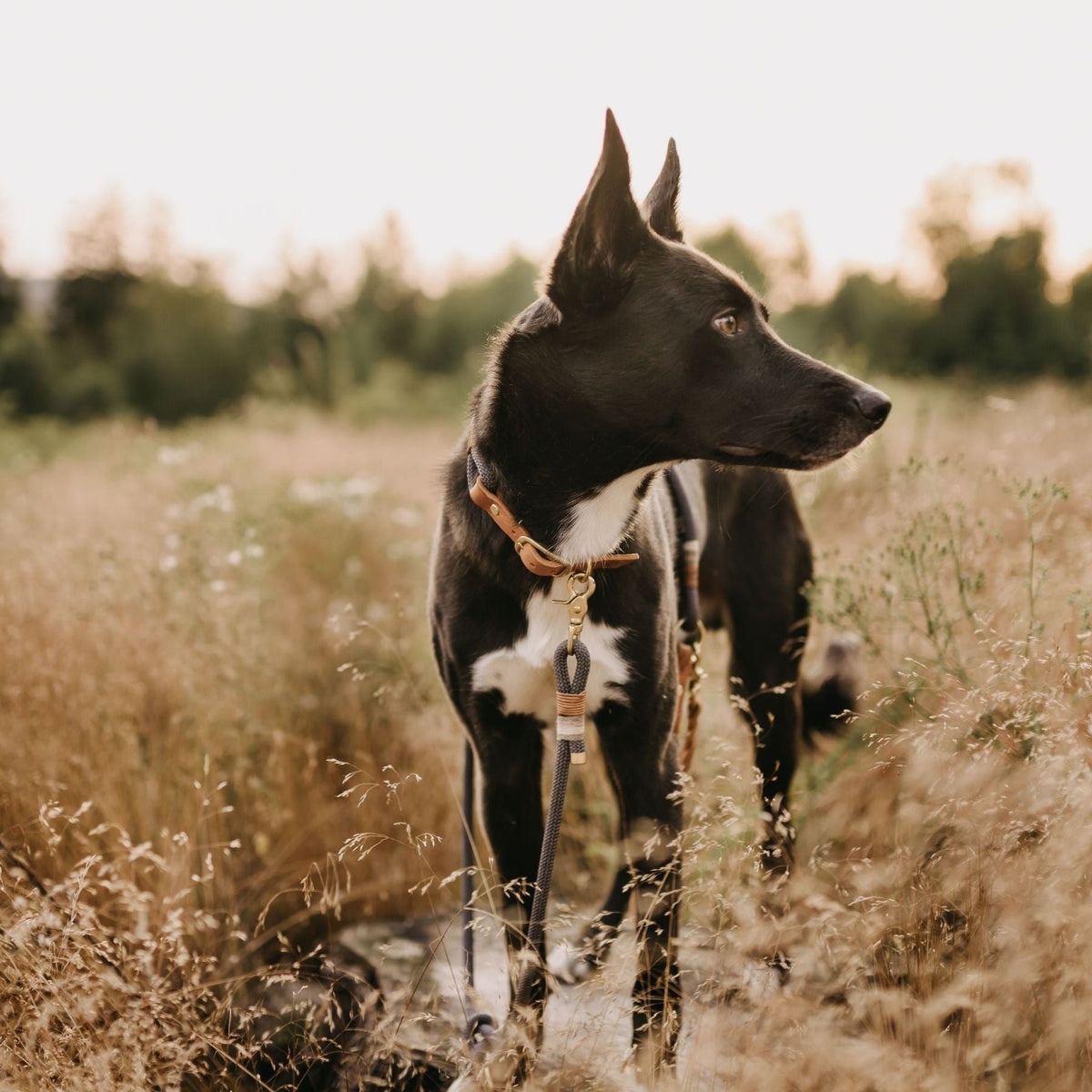 Hund trägt B-Ware Tauleine 'Vienna' zum Sonderpreis – Pawsome Hundezubehör aus Wien