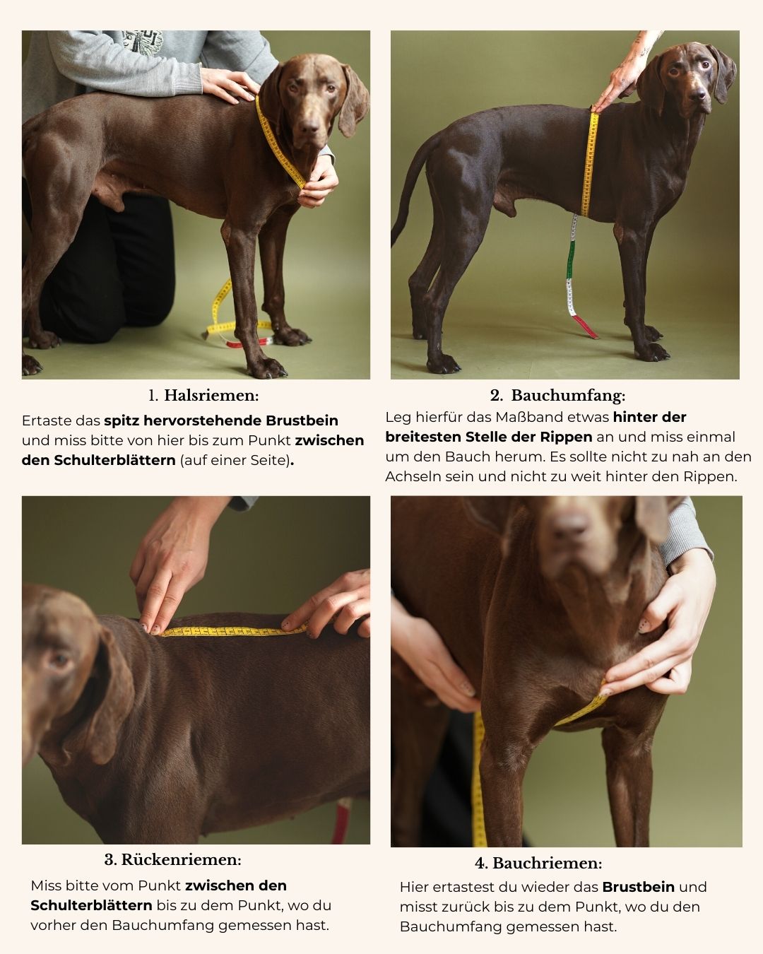 Hundegeschirr aus Biothane 'Mika' | Magenta