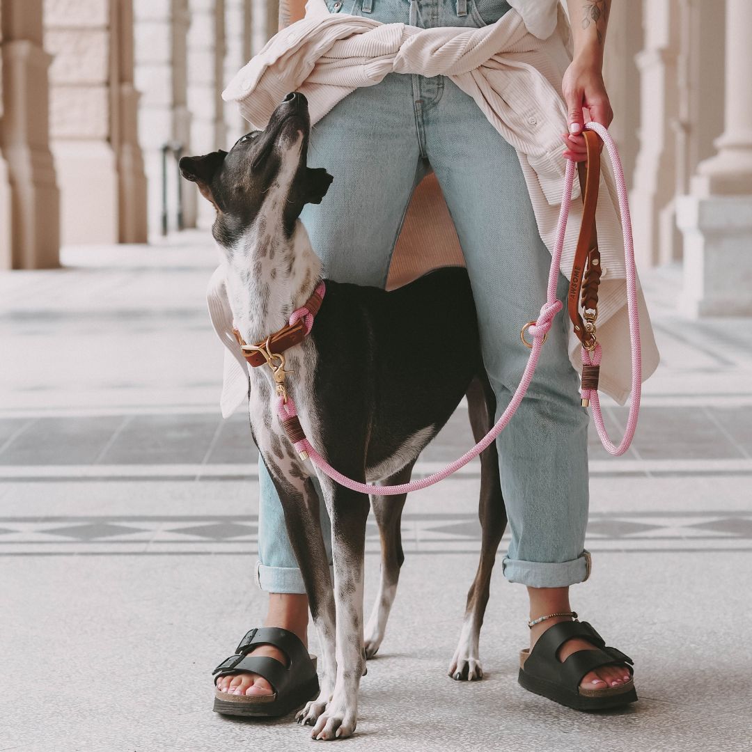 Tauhalsband 'Rosy' aus Kletterseil nach Maß: Tauhalsband in Messing- oder Edelstahl-Variante – Pawsome Hundezubehör