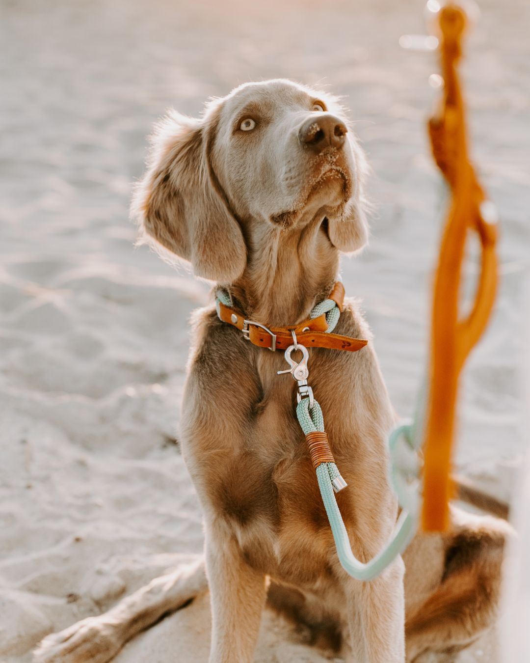 B-Ware Tauhalsband 'Livio' zum Sonderpreis: Seitenansicht mit Ring für Leine und Hundemarke – Pawsome Hundezubehör