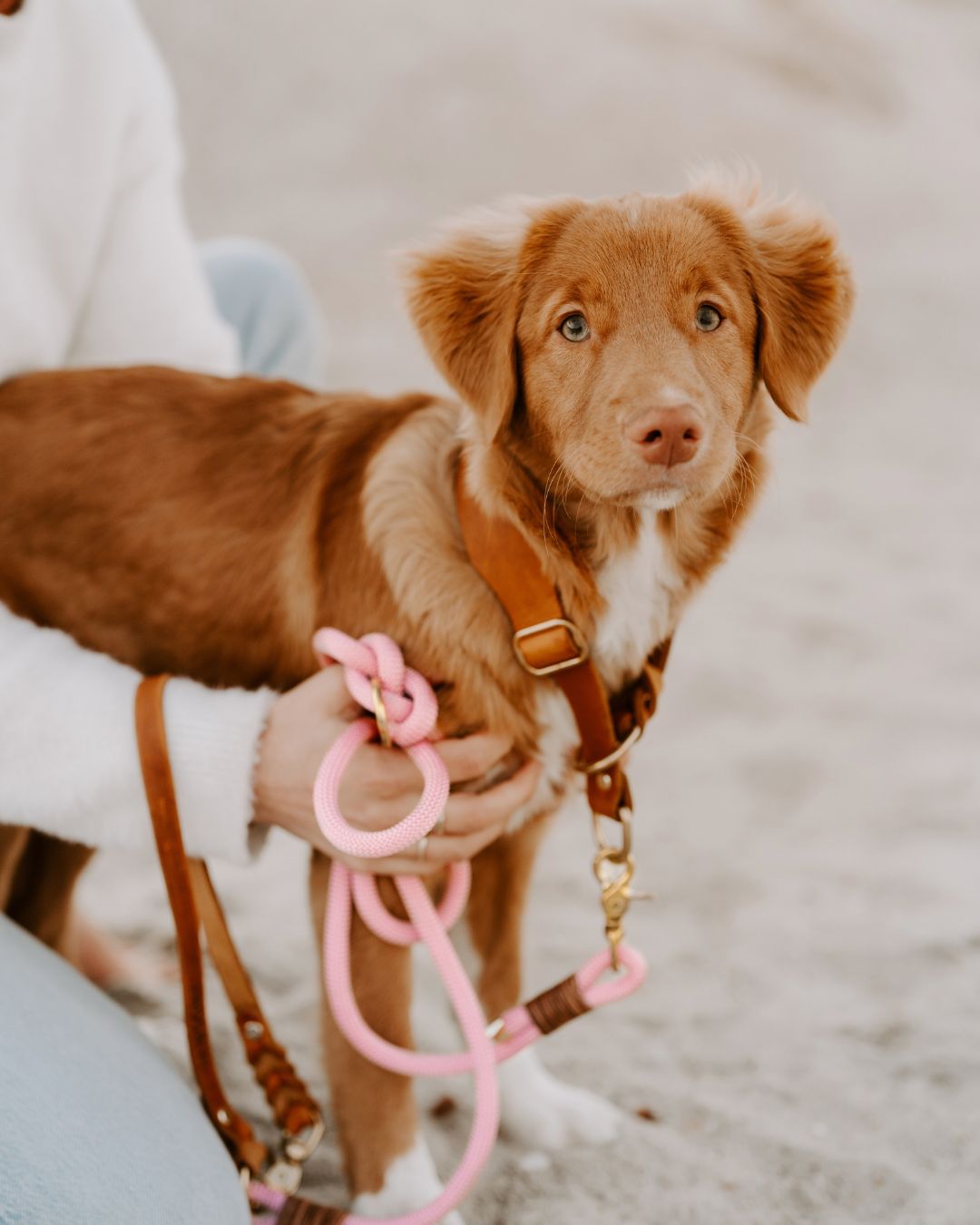 Tauleine 'Rosy' aus Kletterseil, handgefertigt: Tauleine in Messing- oder Edelstahl-Variante – Pawsome Hundezubehör