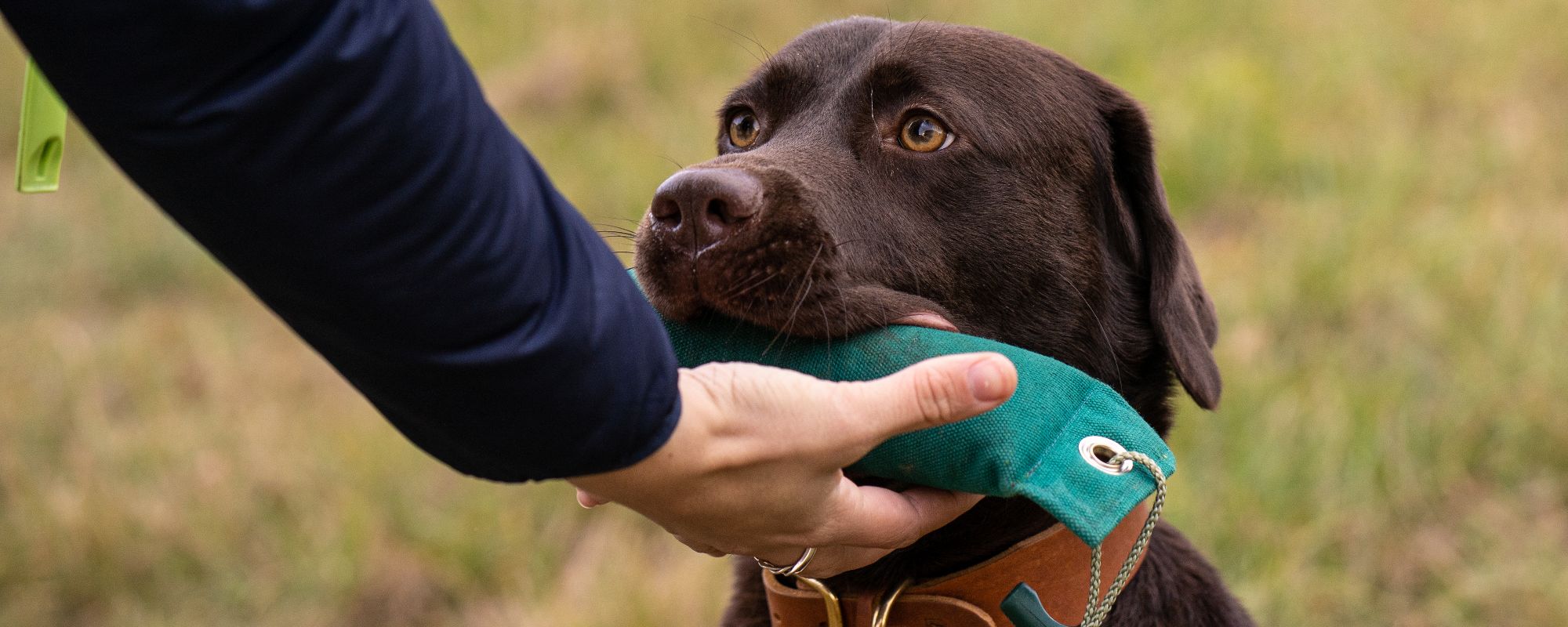 Hundetraining