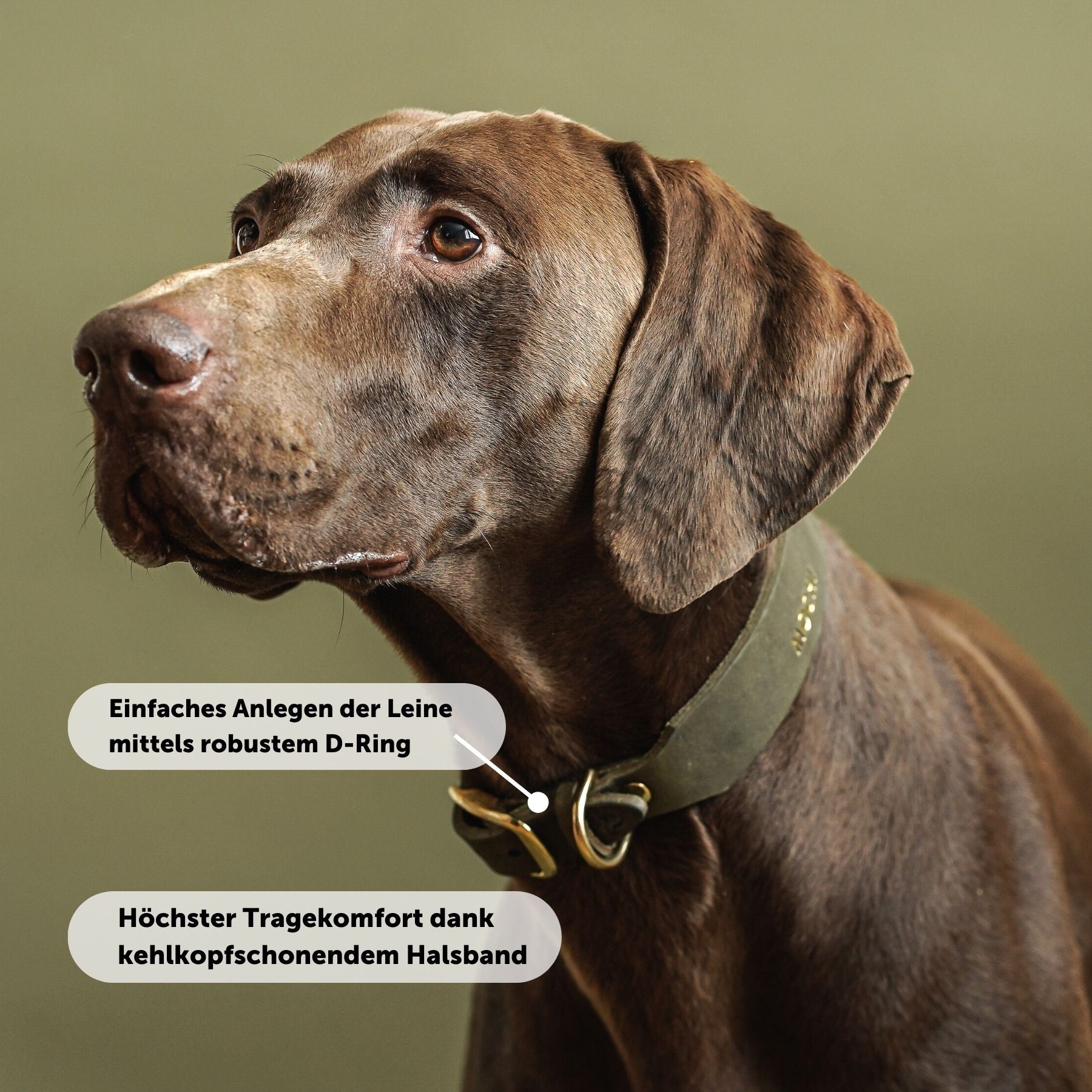 Personalisierbares Lederhalsband  mit Name | Olive