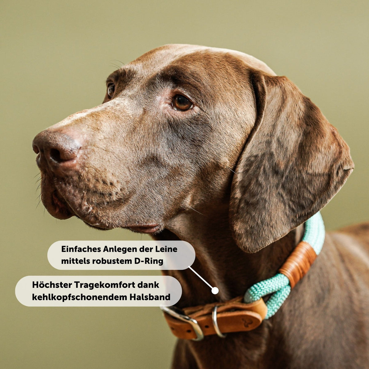 Vorteile von B-Ware Tauhalsband 'Livio' zum Sonderpreis: Maßfertigung, robuste Materialien und Handarbeit aus Wien – Pawsome Hundezubehör