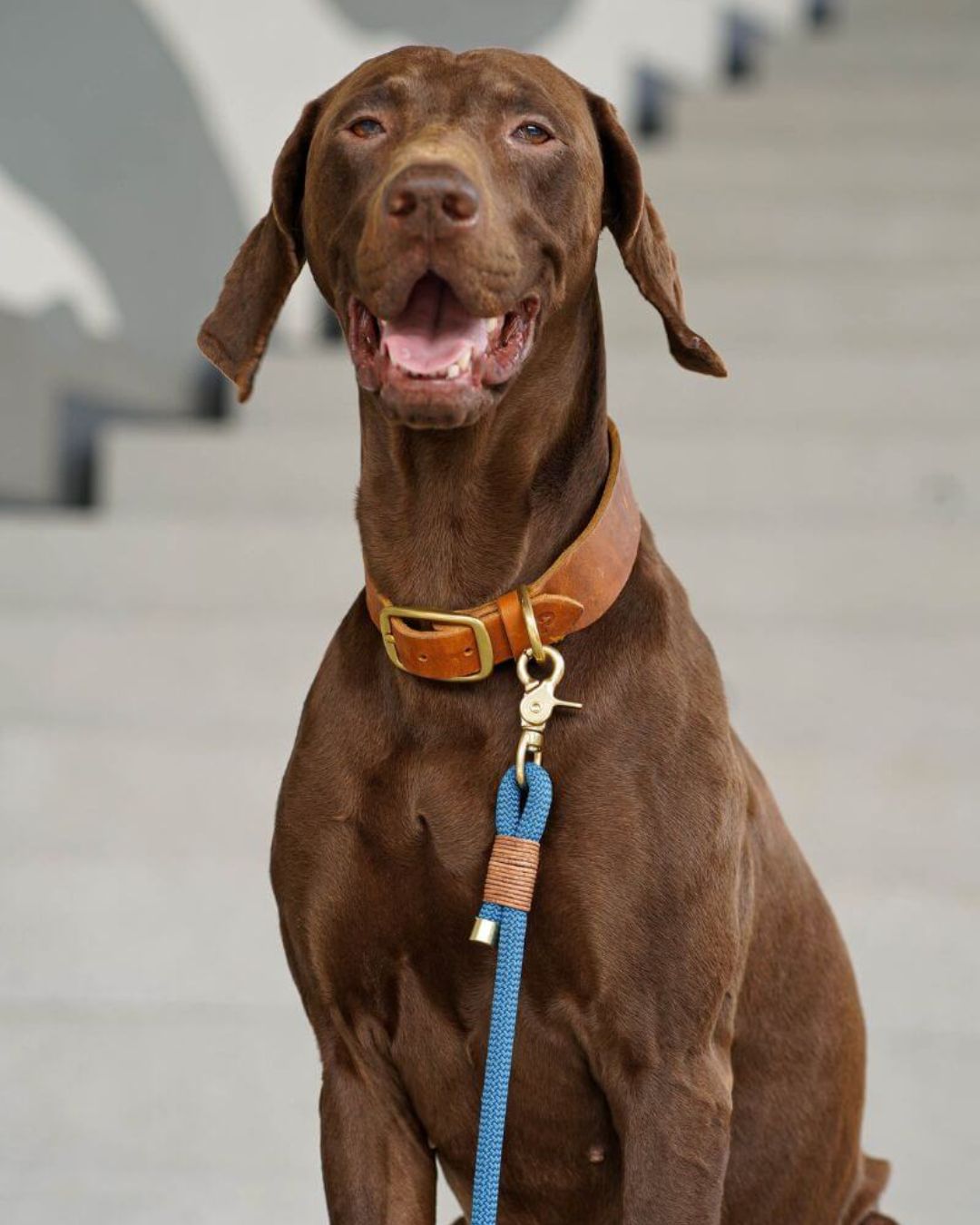 B-Ware Tauleine 'Dusty Blue' zum Sonderpreis: Tauleine in Messing- oder Edelstahl-Variante – Pawsome Hundezubehör