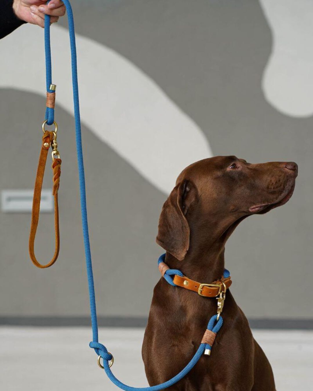 B-Ware Tauleine 'Dusty Blue' zum Sonderpreis: Leder-Handschlaufe und Karabiner der Tauleine im Detail – Pawsome Hundezubehör