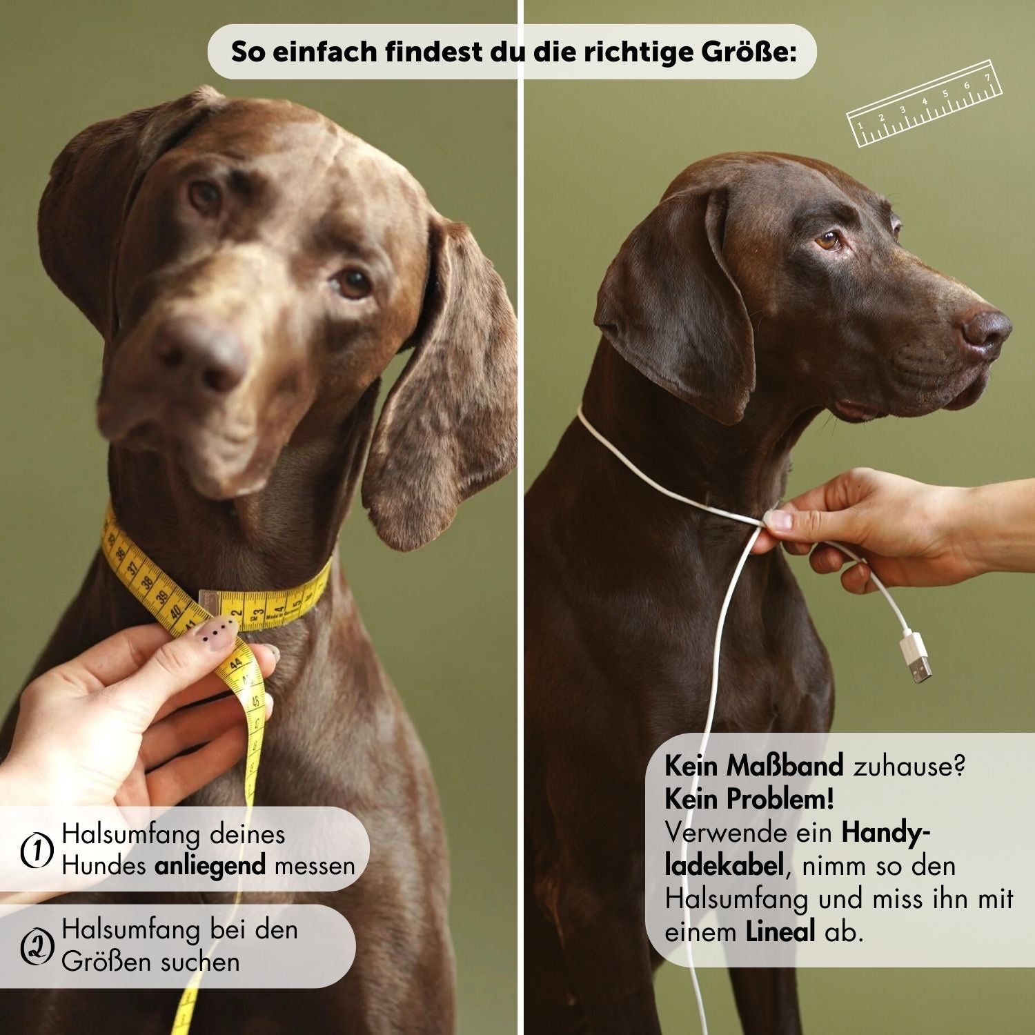 Set | Lederhalsband & Leine in Steingrau