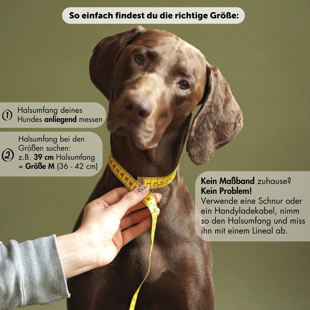 Messanleitung: So misst du den Halsumfang deines Hundes für Tauhalsband 'Dusty Blue' aus Kletterseil nach Maß – Pawsome Hundezubehör
