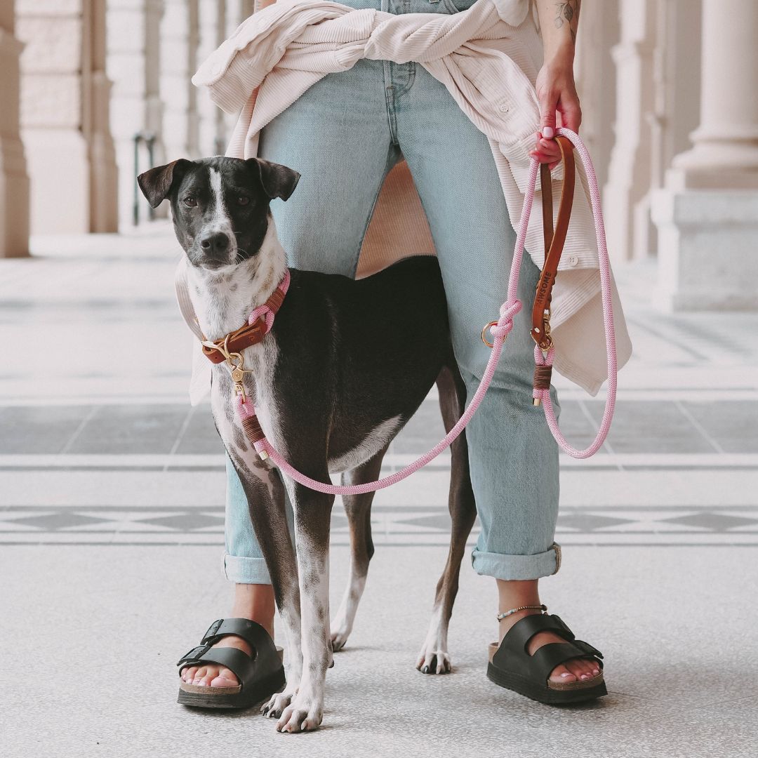 B-Ware Tauleine 'Rosy' zum Sonderpreis: Kletterseil-Farbe im Tageslicht – Pawsome Hundezubehör