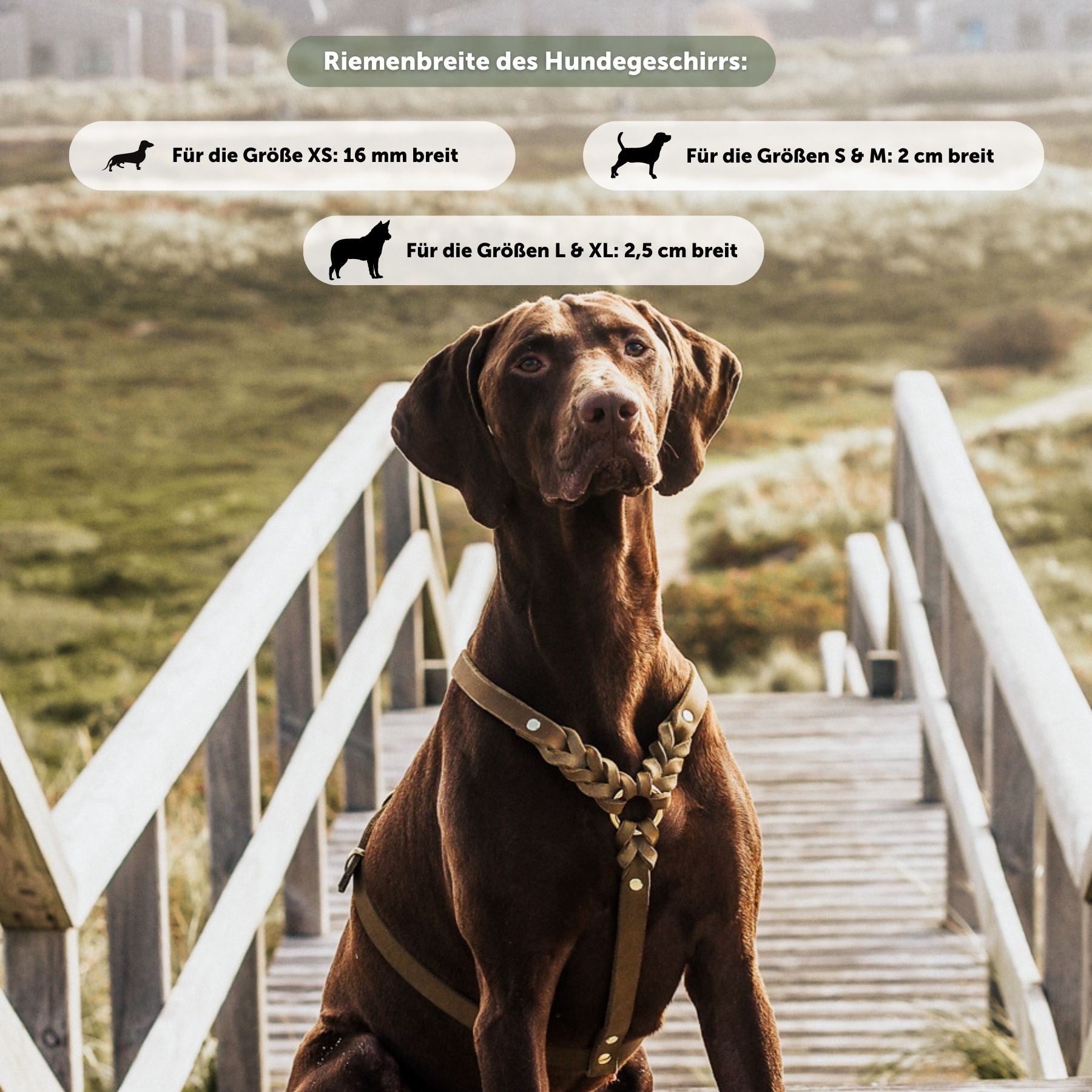 Hundegeschirr 'Bjarki' in Olive