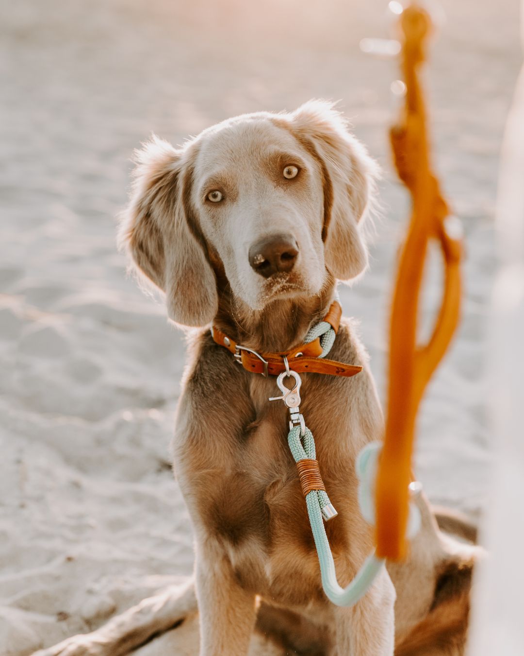 B-Ware Tauleine 'Livio' zum Sonderpreis: Tauleine in Messing- oder Edelstahl-Variante – Pawsome Hundezubehör