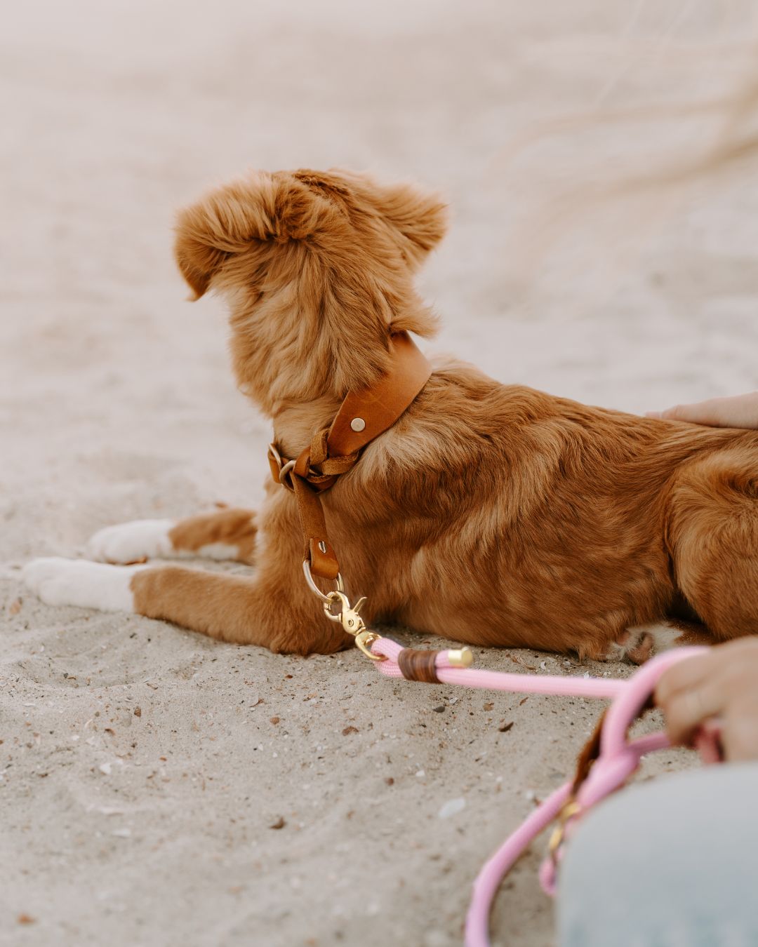 B-Ware Tauleine 'Rosy' zum Sonderpreis: Kletterseil-Leine aufgerollt, Farbe und Seilstruktur – Pawsome Hundezubehör