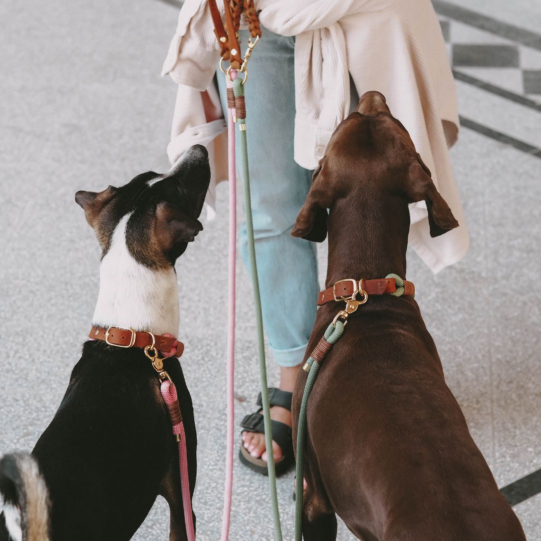 Tauleine 'Cleo' aus Kletterseil, handgefertigt: Leder-Handschlaufe und Karabiner der Tauleine im Detail – Pawsome Hundezubehör