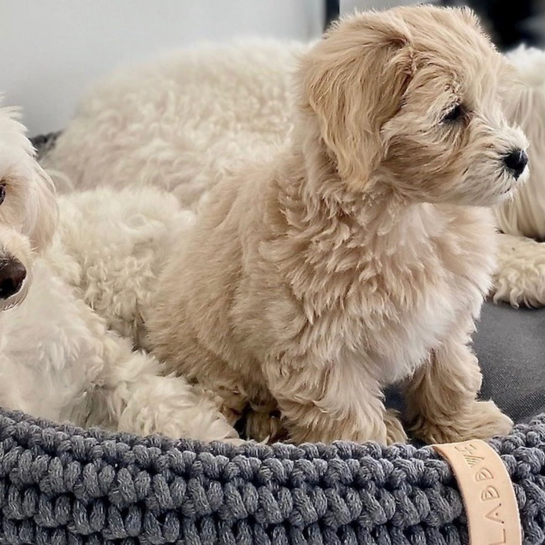 Hundebett 'Lukko'